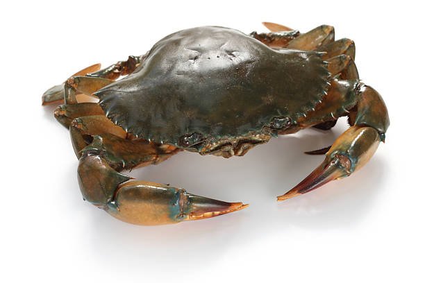 Mud Crab Large