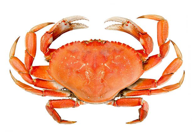 Sea Crab Fresh
