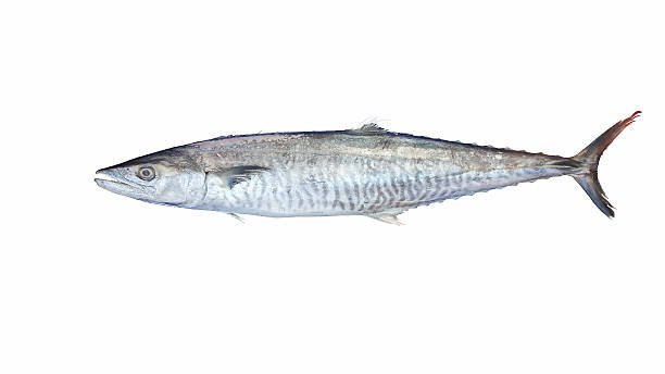 Sea Seer Fish