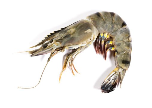 Tiger Sea Prawn